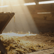 Convocatoria para La Pastorela Navideña Parroquial